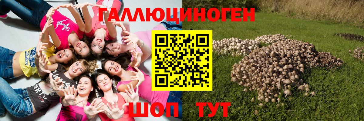 Жуковский  Псилоцибиновые грибы Cubensis  Вход с VPN 